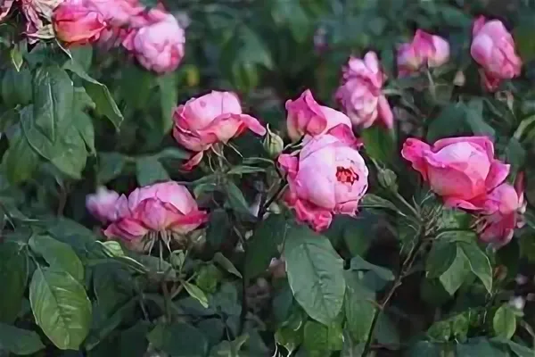 Весенние работы в саду