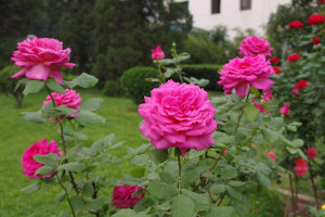 Летние работы в саду